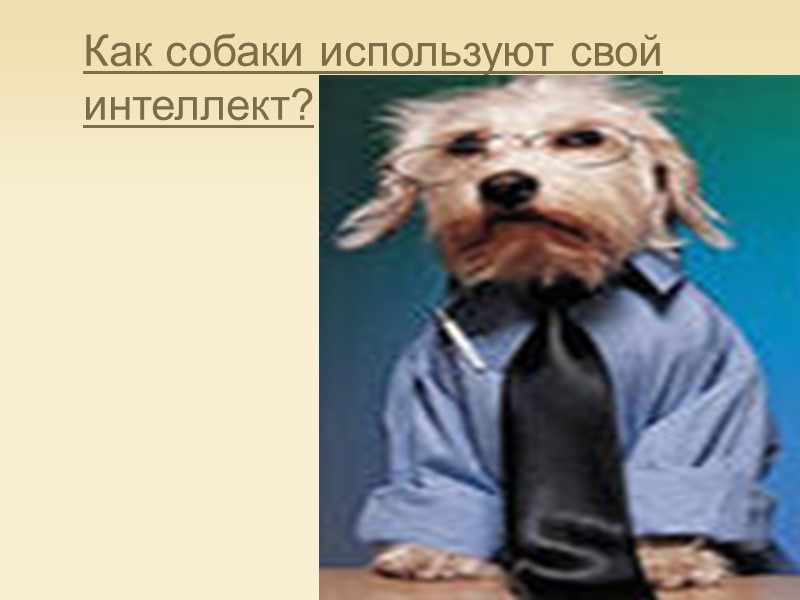 Как собаки используют свой интеллект?